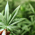 Cannabispflanze | © yellowj - stock.adobe.com Cannabispflanze