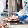 Fleisch und Knochen mit einer Bandsäge schneiden