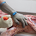 Ausbeinarbeit mit Schnittschutzhandschuh an Messer führender Hand und Stechschutzhandschuh an der anderen Hand